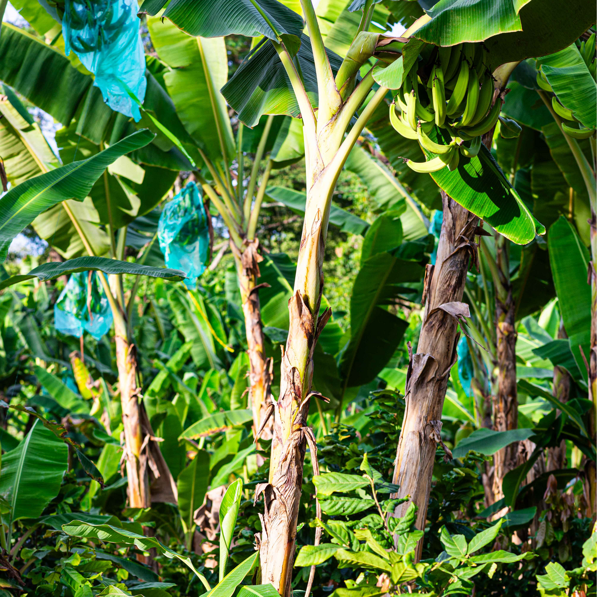 Organic Dried Banana